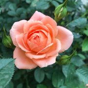 花筑·扬州个园客栈栈(瘦西湖东关街店)